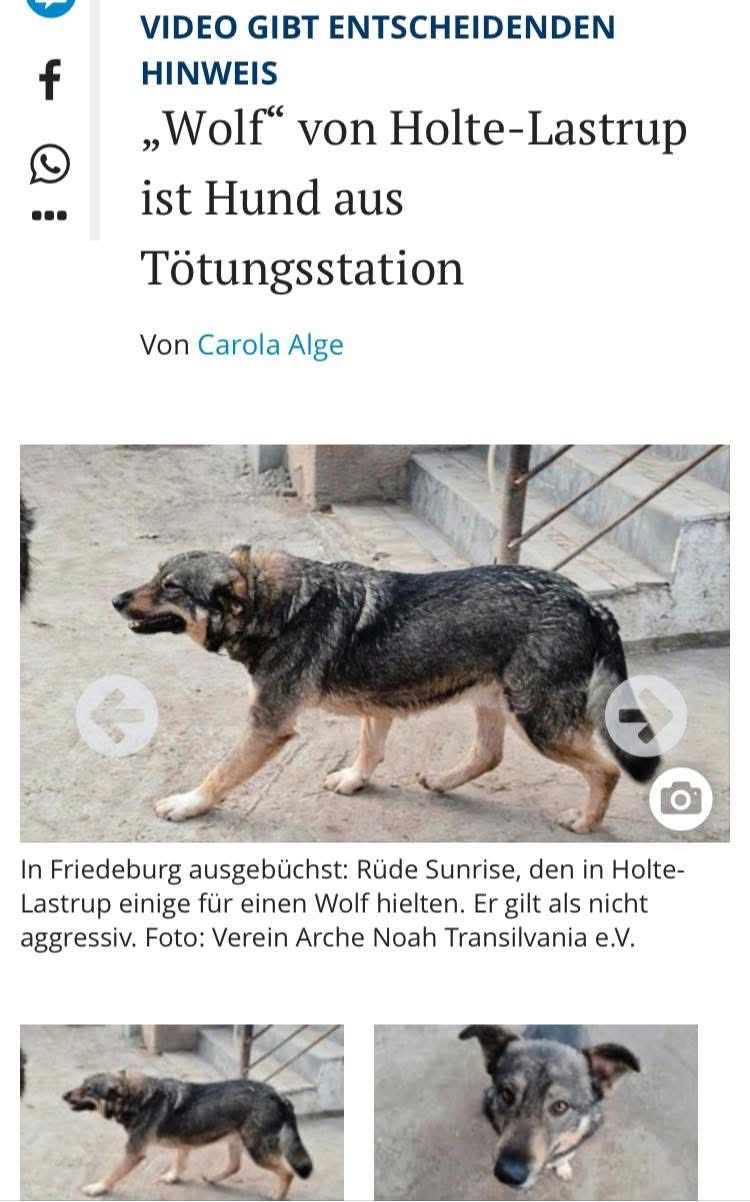 Artikel